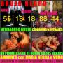 Venta Otros Servicios: BRUJERIA, AMARRES de AMOR, RAPIDÍSIMOS, 100% real